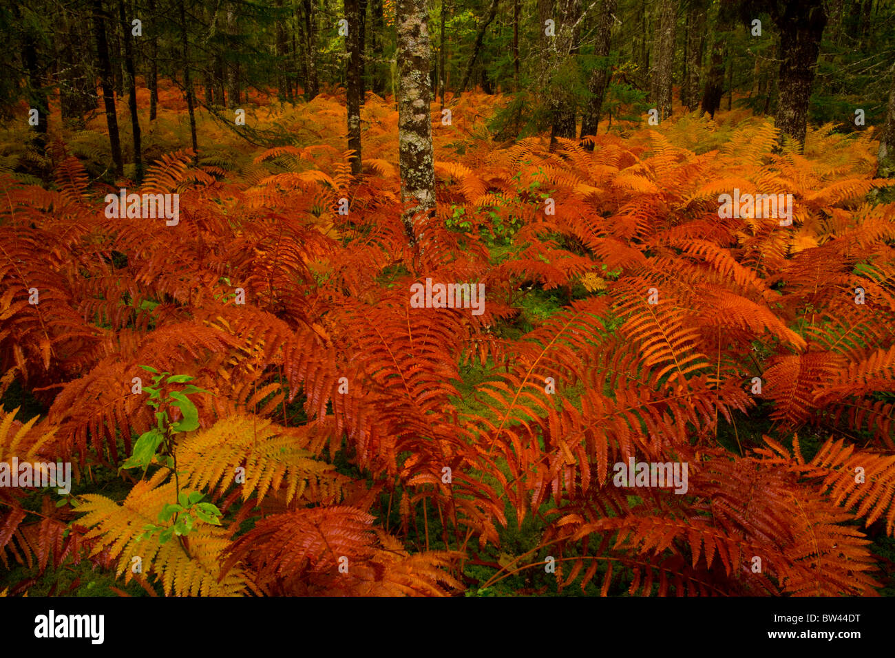 Fall cinnamon fern meadow near the west branch of the St. Mary's River