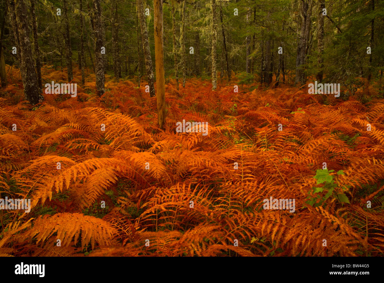 Fall cinnamon fern meadow near the west branch of the St. Mary's River