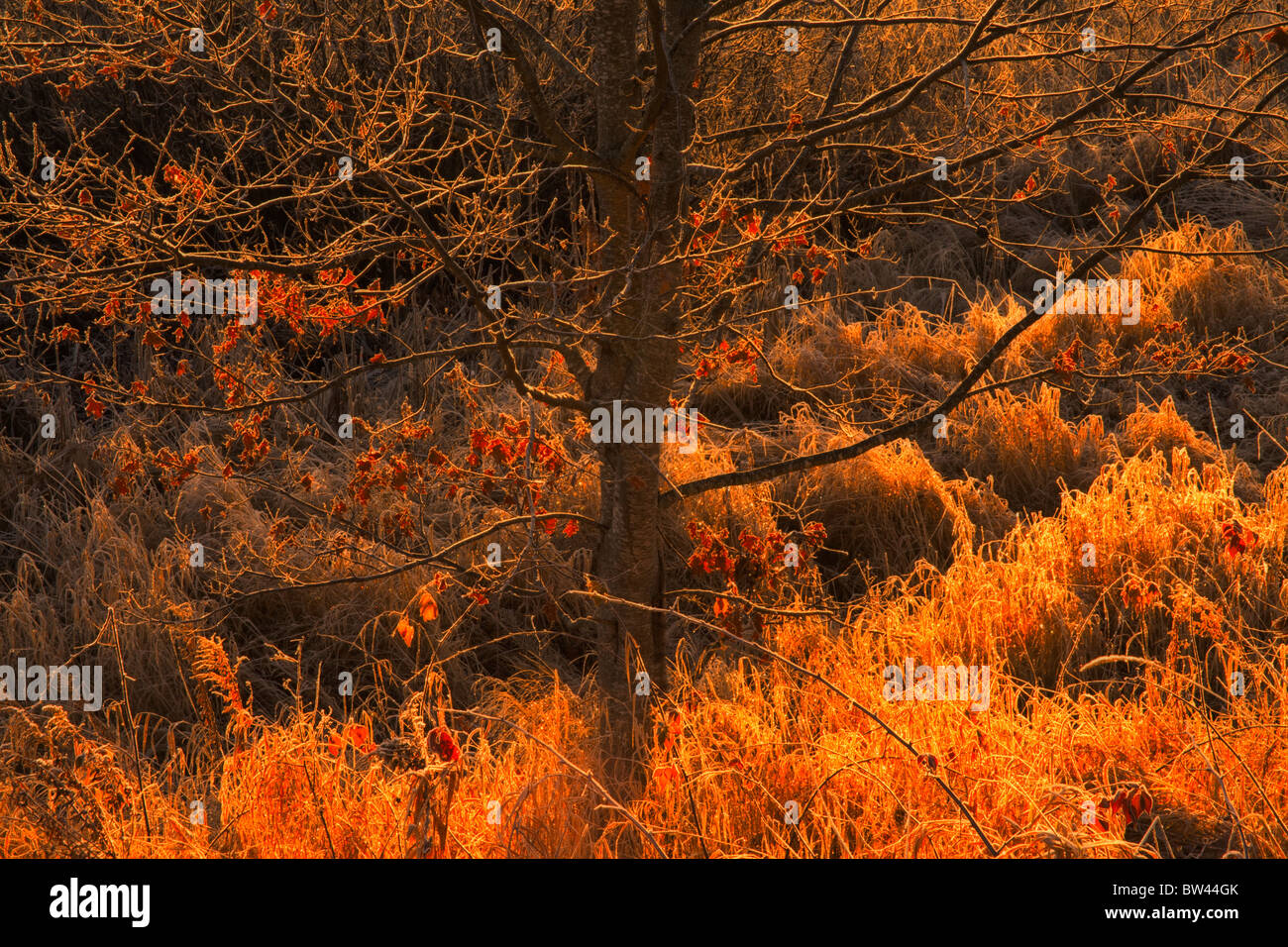 Fall oak leaves and frosted grasses lit by a morning sun, Oakfield, Nova Scotia Stock Photo