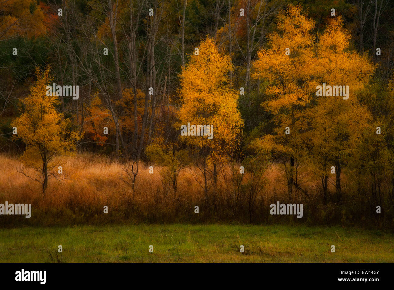 Oakfield park autumn hires stock photography and images Alamy