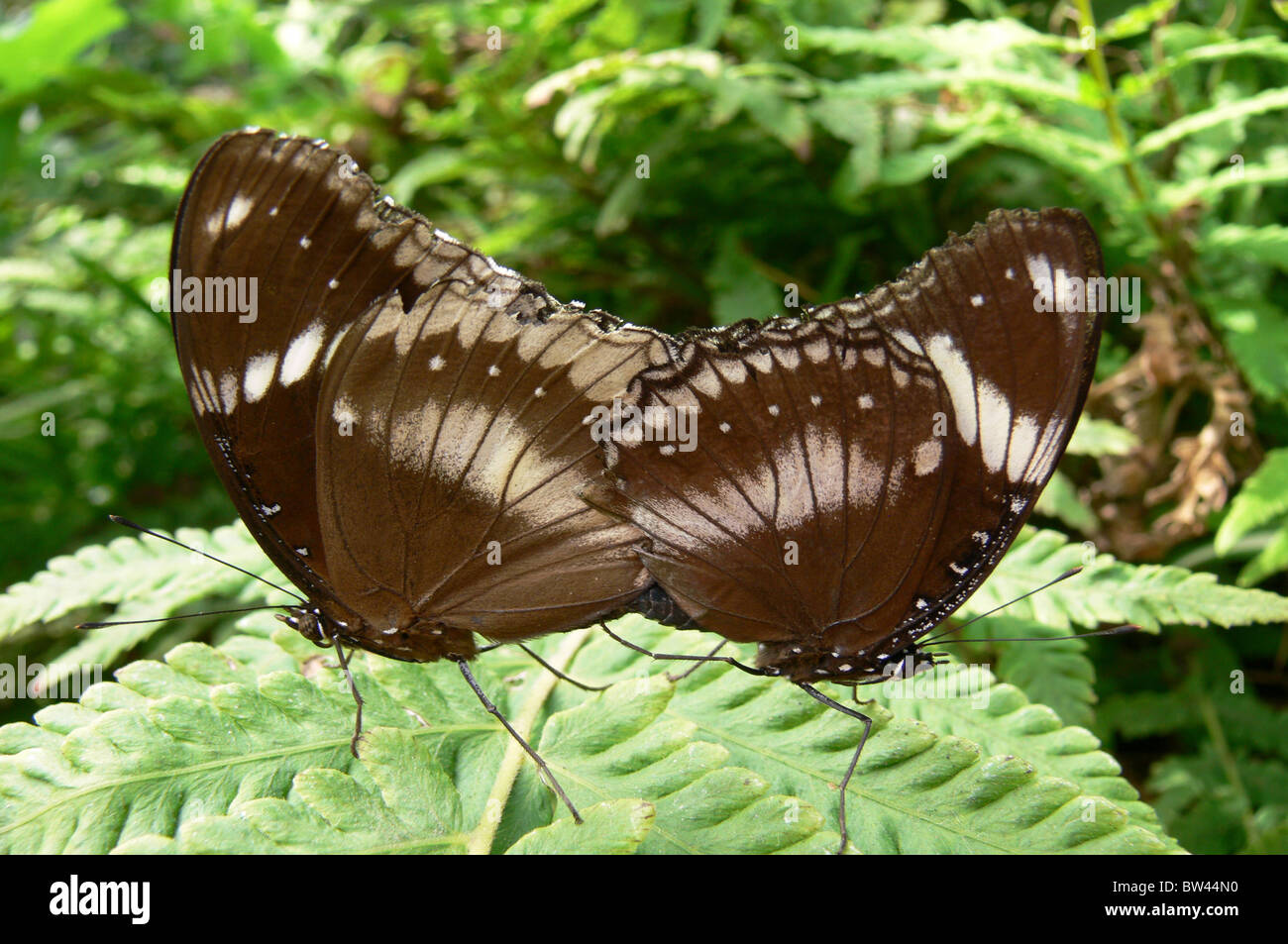 Eggfly Butterfly (Mating Pair) Hypolimnas bolina Stock Photo