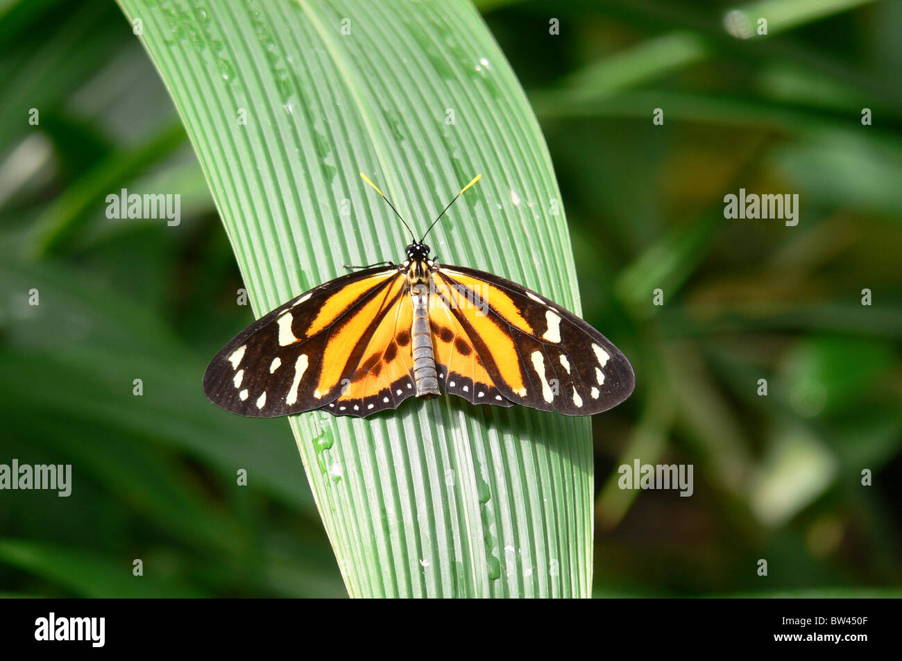 Tiger Butterfly Tithorea Harmonia Taken At Stratford