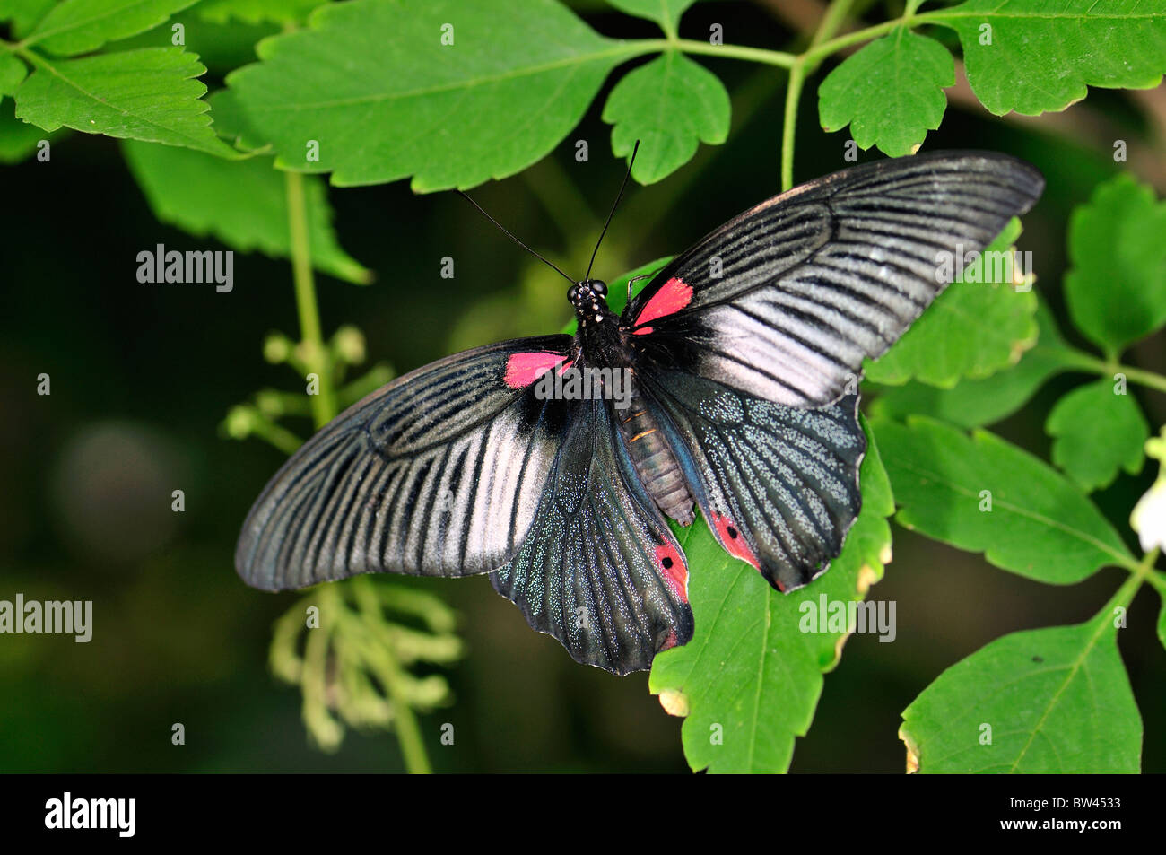 Scarlet Swallowtail Butterfly (Papilio rumanzovia) at Stratford Butterfly Farm, Stratford-upon-Avon, Warwickshire, England, UK Stock Photo