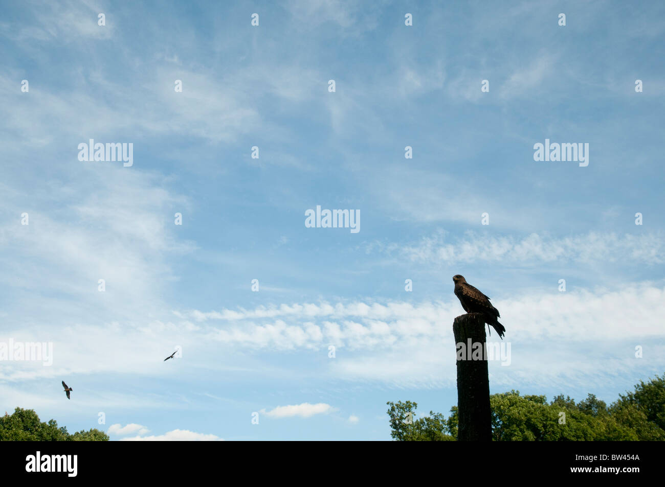 Rapaces, faucon raptor, falcon Stock Photo