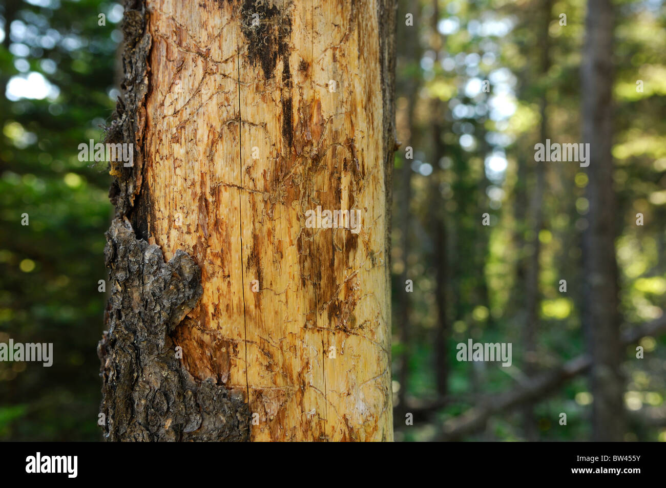 Mountain pine beetle damage, Red Rock Canyon, Waterton National Park, Alberta, Canada Stock Photo