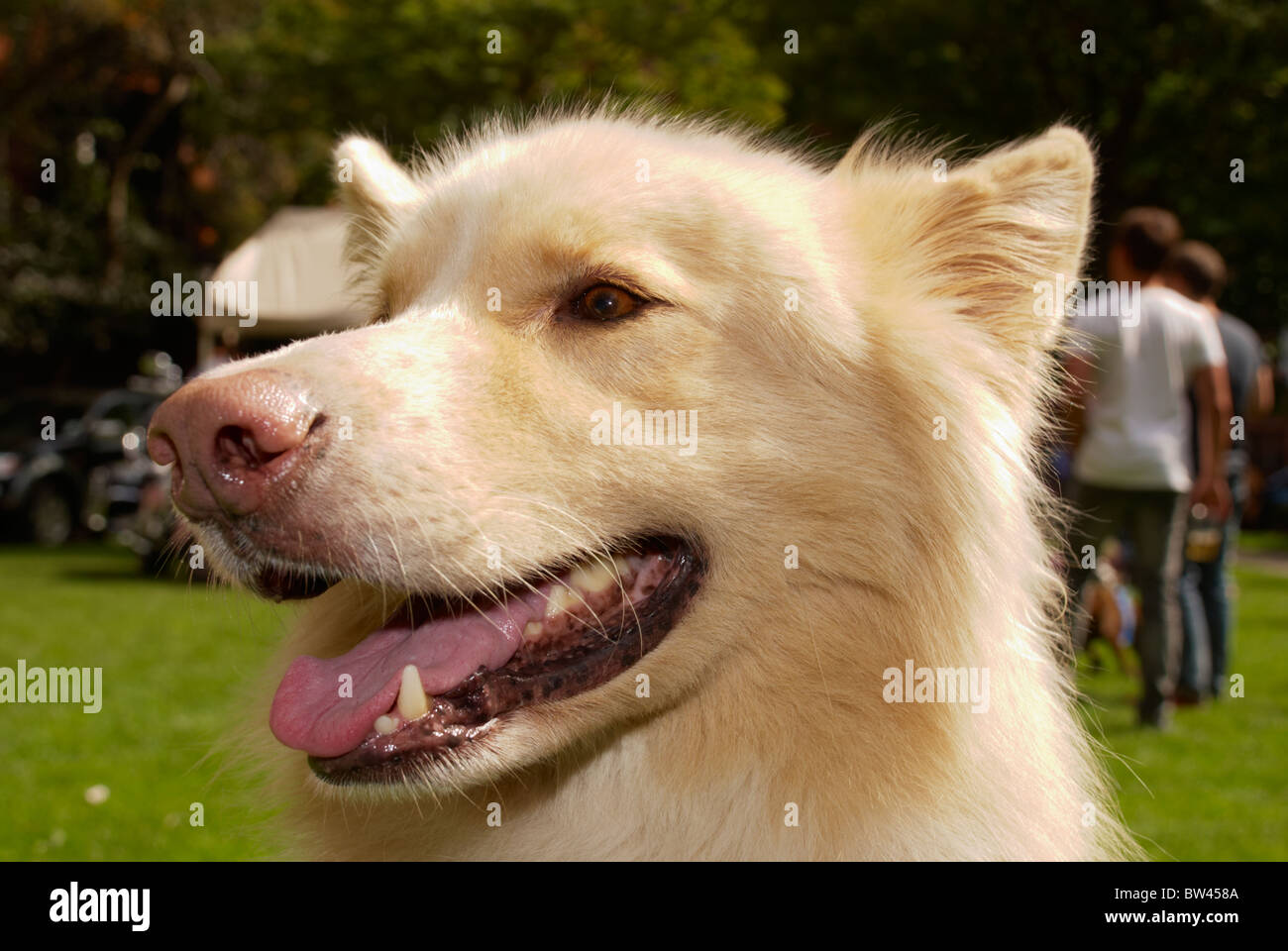 White German shepherd dog / Alsatian at The Pink Dog Show Stock Photo