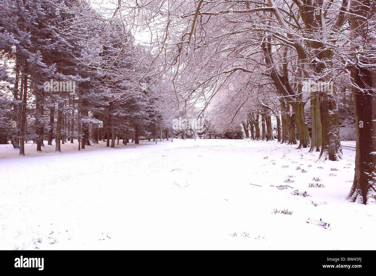 Avenue of Beech Trees in the Snow at Calderstones Park, Liverpool, Merseyside, England, United Kingdom Stock Photo