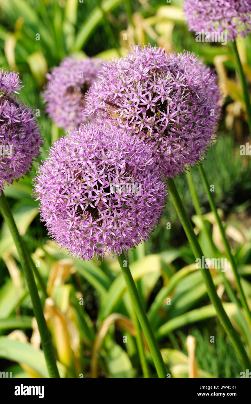 Allium flowers in a garden close up Stock Photo - Alamy