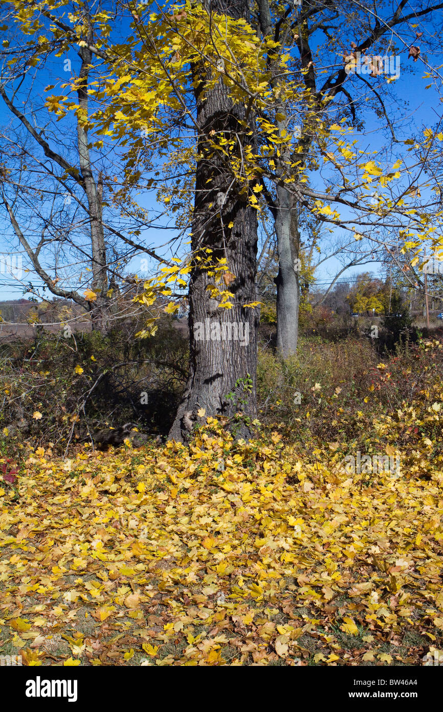 Autumn leaves in orange yellow and red colours colors. Stock Photo