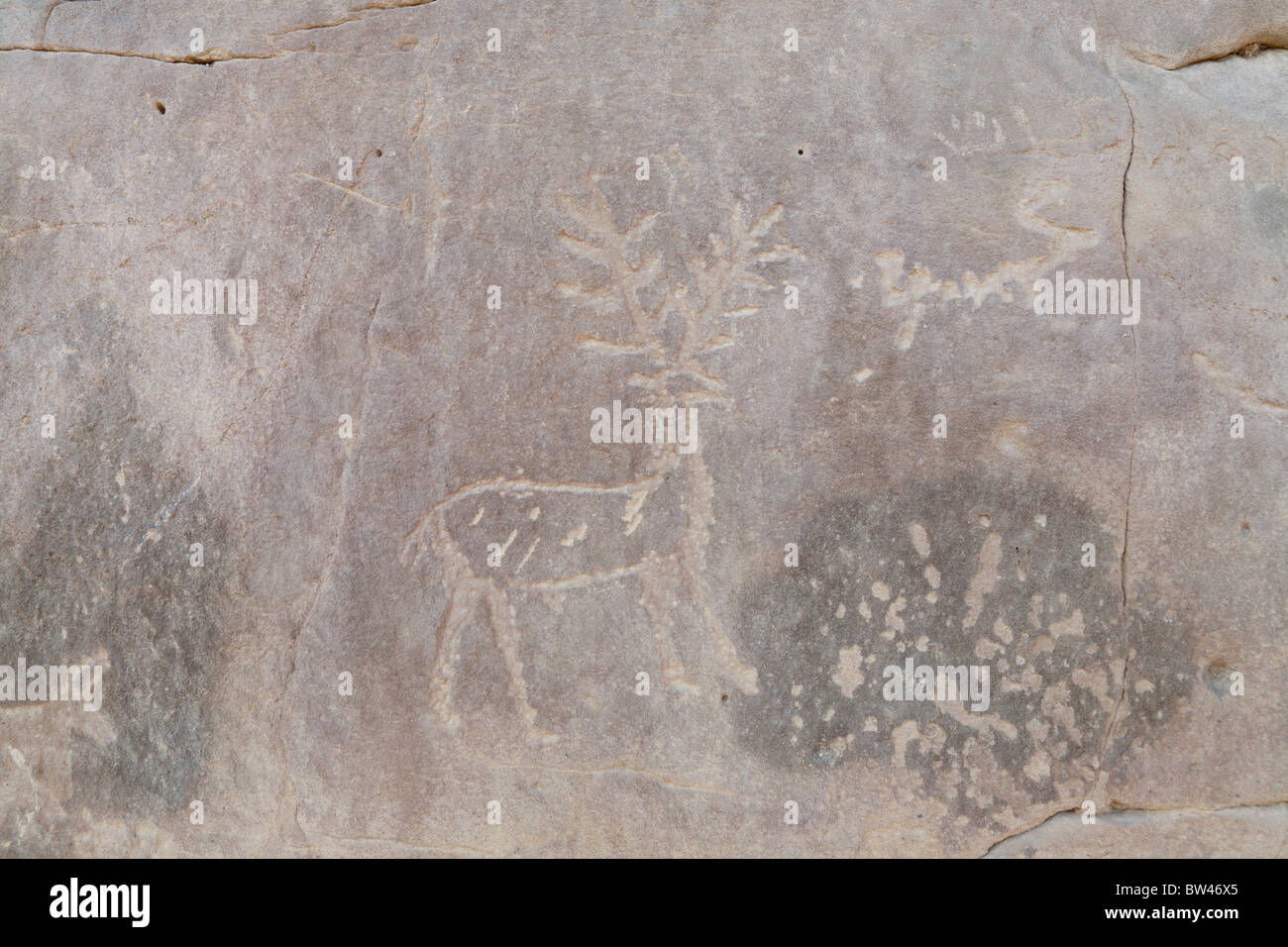 Finely carved ancient rock art showing depiction of horned 'deer'  in the Eastern Desert of Egypt. Stock Photo