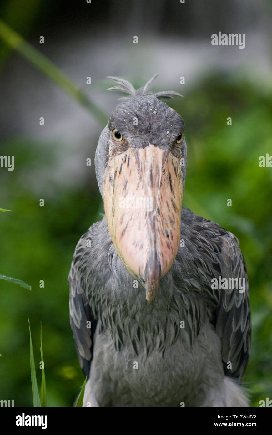 Shoebill Stork (Balaeniceps rex). Captive. Singapore Zoo Stock Photo