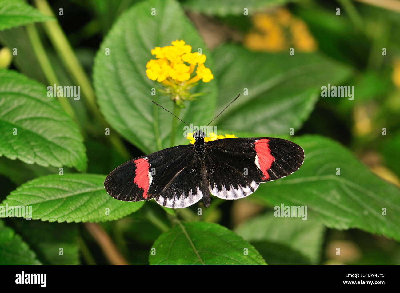postman butterfly pictures postman butterfly pictures