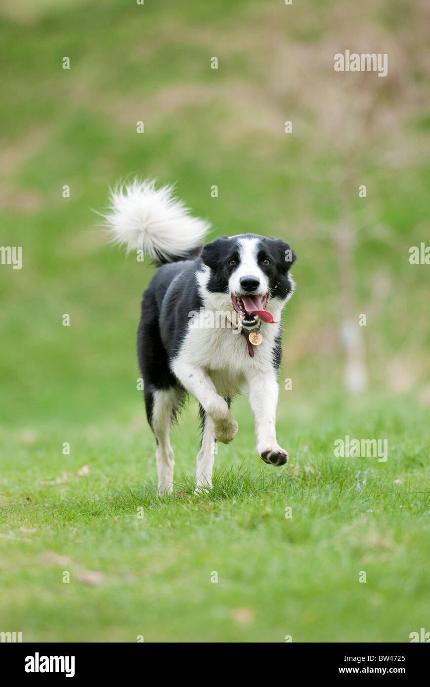 Border Collie dog. Lake District, England. Stock Photo