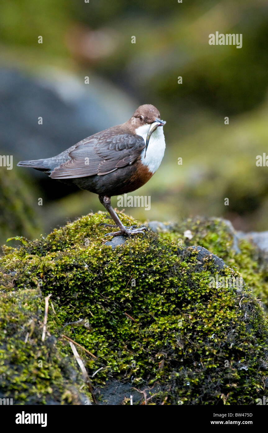 Adult dipper Cinclus cinclus Lake District UK Stock Photo