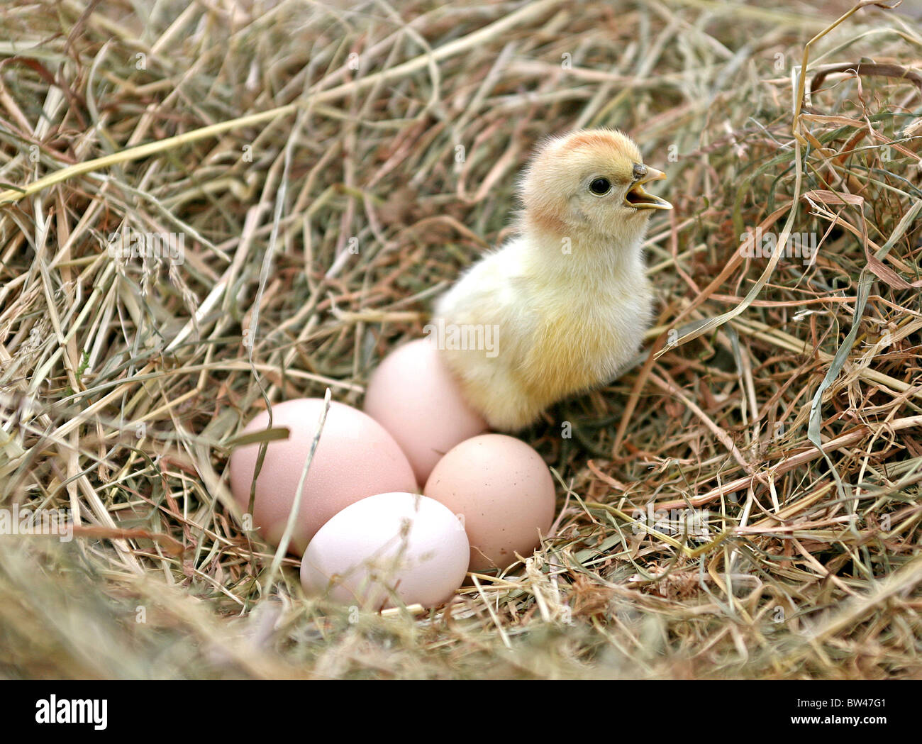 newly hatched chick with four unhatched eggs Stock Photo