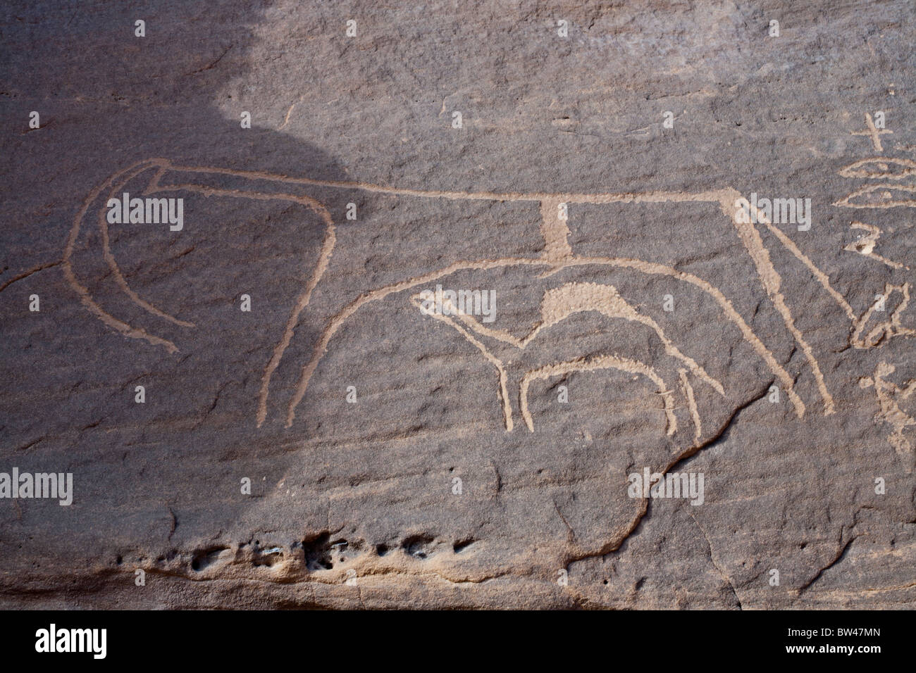 Ancient rock art showing stylised depiction of Elephant or bull standing over smaller animal in the Eastern Desert of Egypt. Stock Photo
