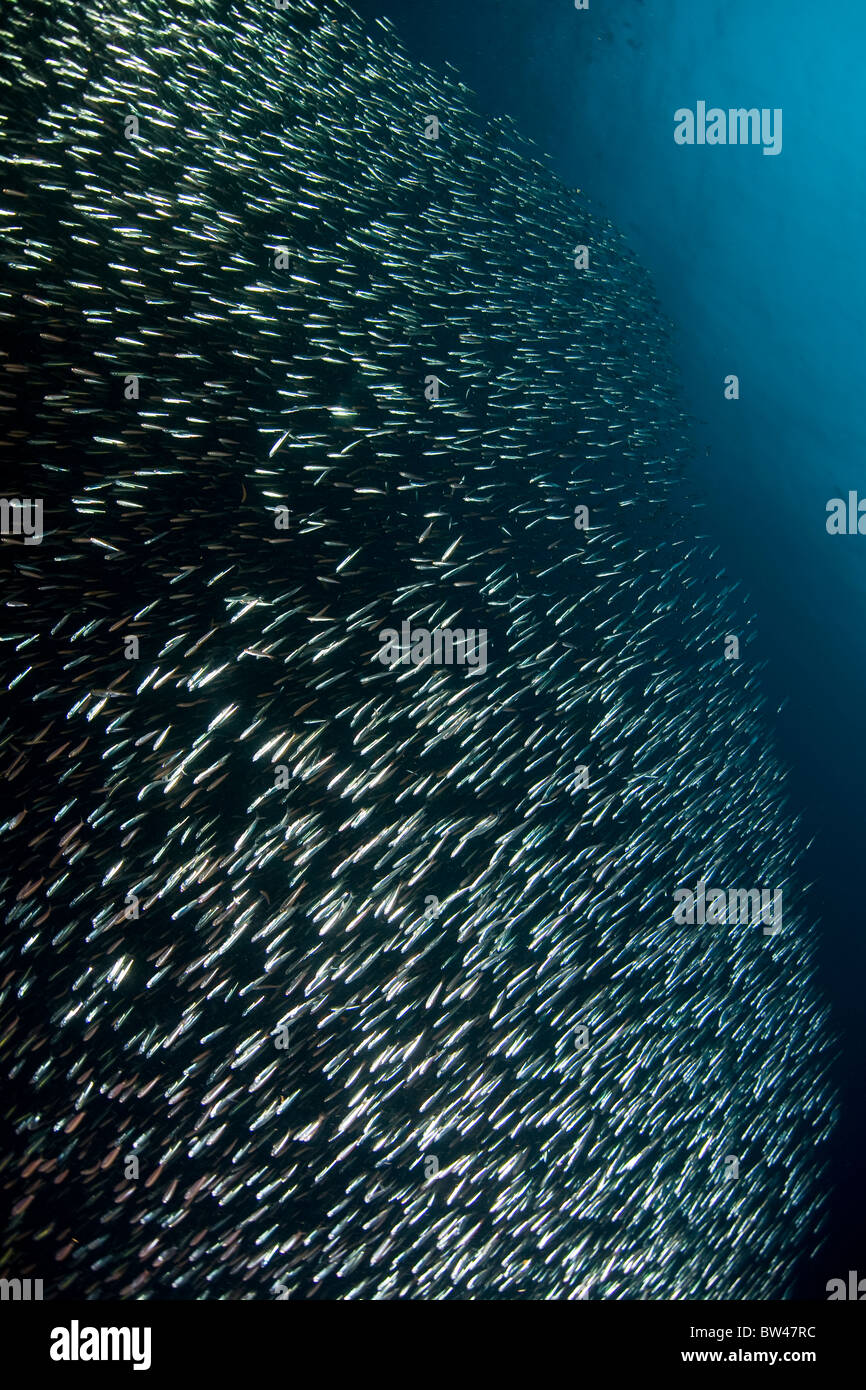 A thick school of bait fish, commonly known as silversides, swims like a silvery wall along a coral reef in eastern Indonesia. Stock Photo