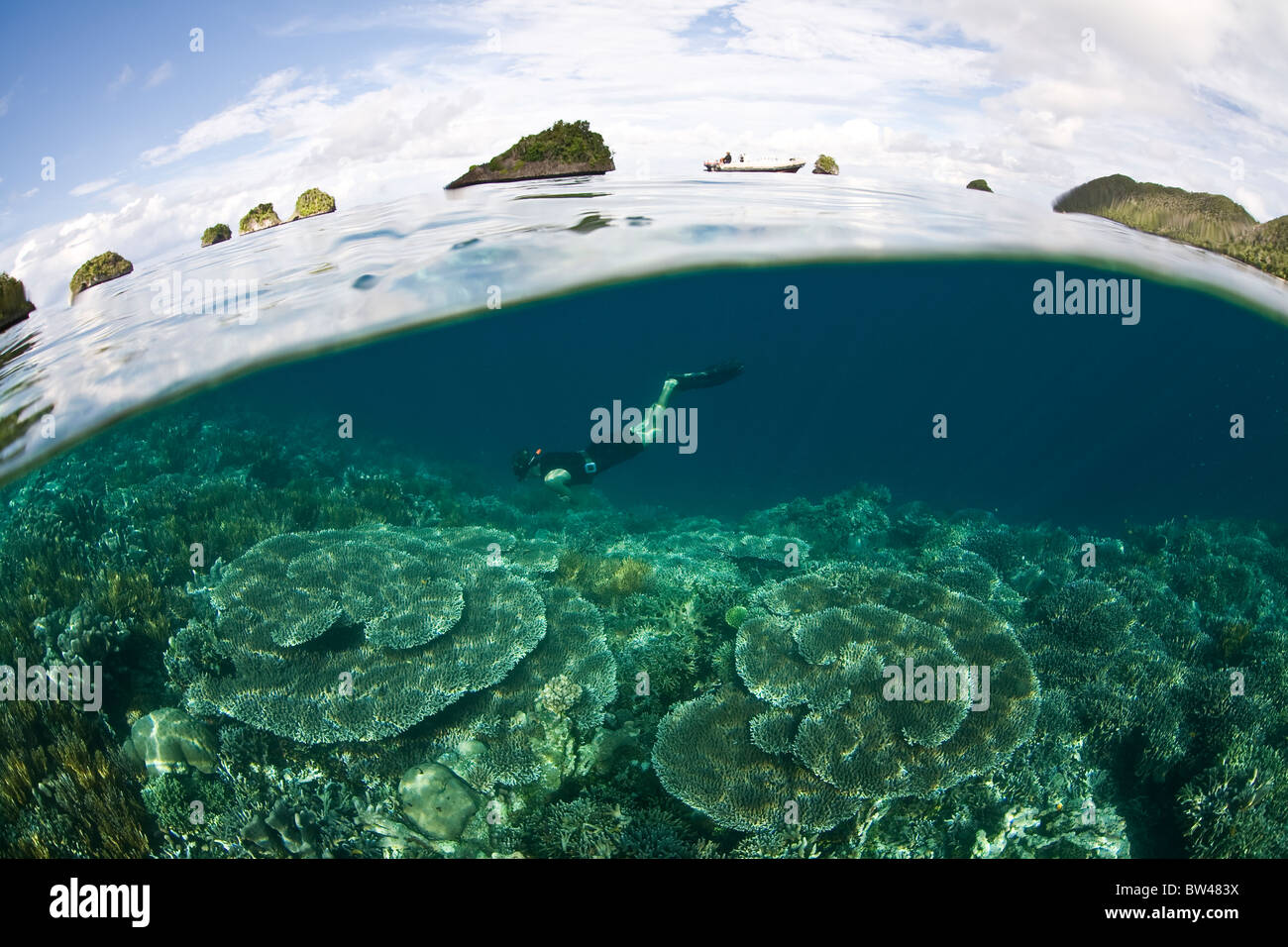 A snorkeler swims above a diverse coral reef in a remote part of eastern Indonesia where marine life is at its most diverse. Stock Photo
