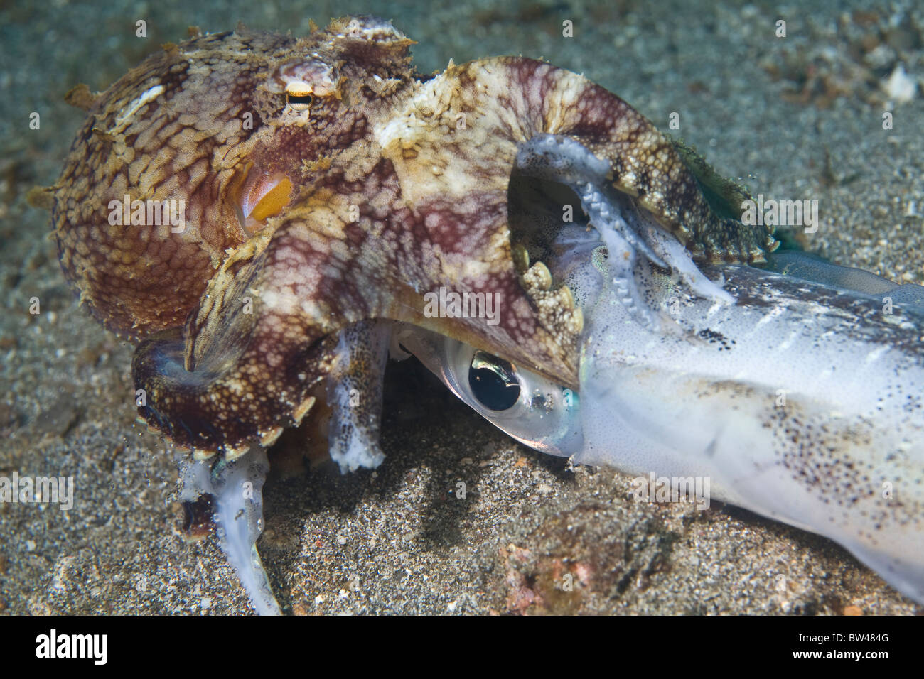 Half octopus hi-res stock photography and images - Alamy