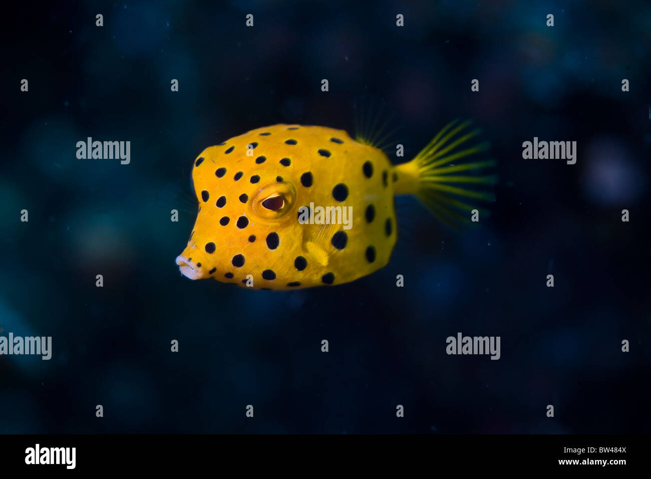 A juvenile Yellow boxfish, Ostracion cubicus, swims above a coral reef. Stock Photo