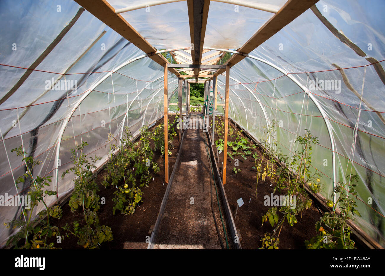 Interior of a simple homemade plastic covered greenhouse used to grow tomatoes and other vegetables , Finland Stock Photo