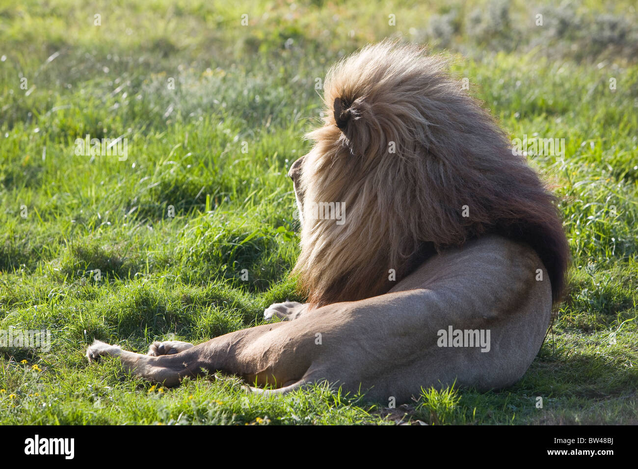 Male south african lion hi-res stock photography and images - Alamy
