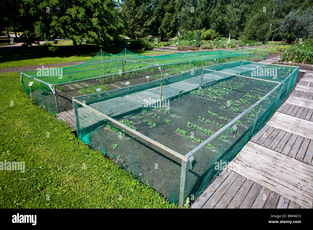 Nylon bird mesh netting at the Oulu University botanical garden protects vegetable sprouts against birds and other pests , Finland Stock Photo