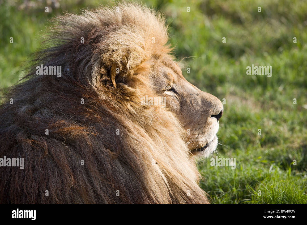 Male south african lion hi-res stock photography and images - Alamy