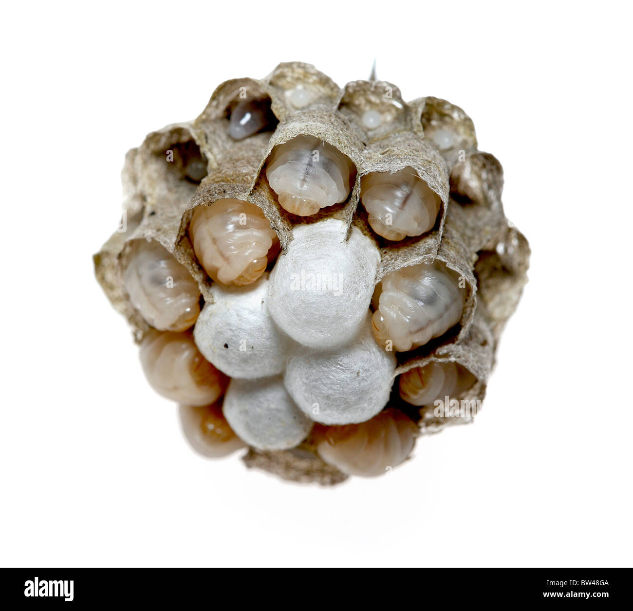 Wasp nest Cut Out Stock Images & Pictures - Alamy