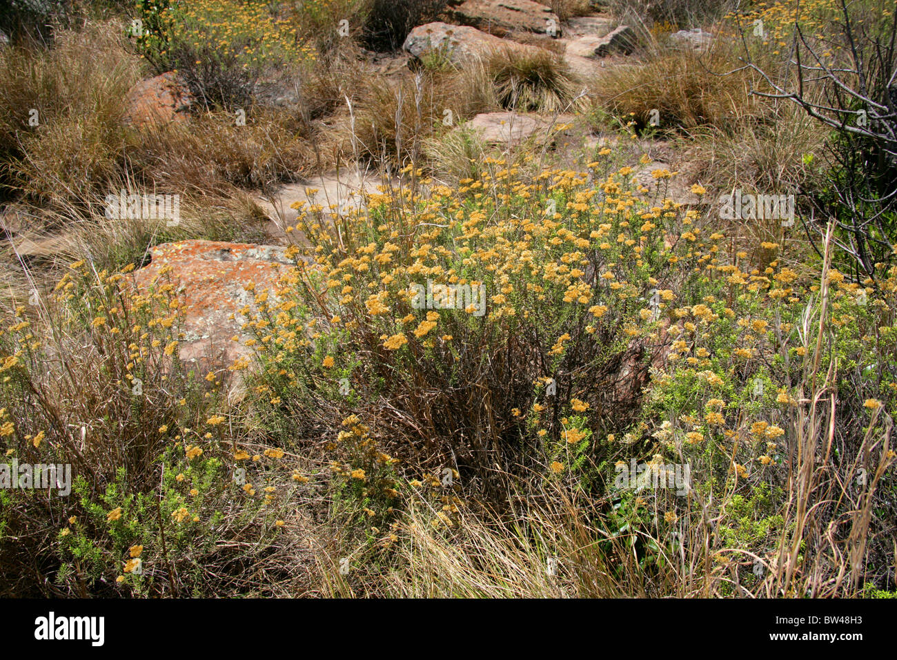 Yellow Flowers, Blyde River Canyon, Mpumalanga, South Africa. Stock Photo