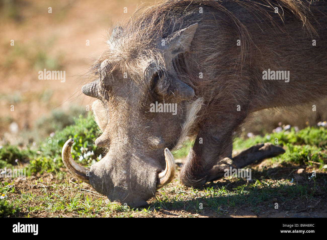A common Warthog, Phacochoerus africanus, kneels to graze. This species