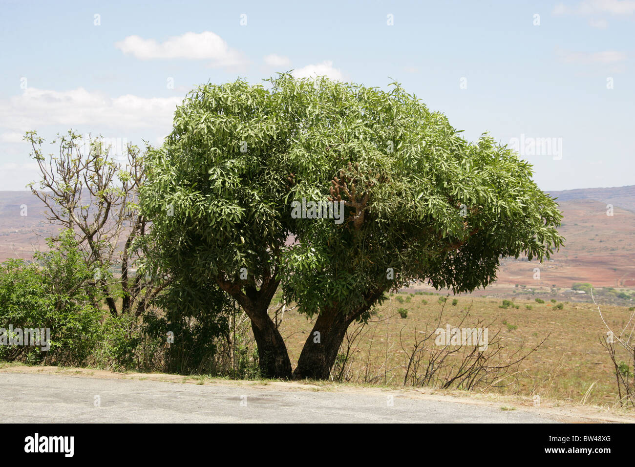 Spiked Cabbage Tree, Lowveld Cabbage Tree or Common Cabbage Tree, Cussonia spicata, Araliaceae. Stock Photo