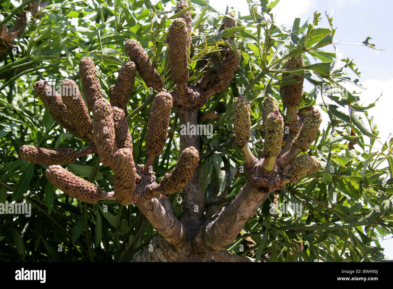 Fruits of the Spiked Cabbage Tree, Lowveld Cabbage Tree or Common Cabbage Tree, Cussonia spicata, Araliaceae. Stock Photo