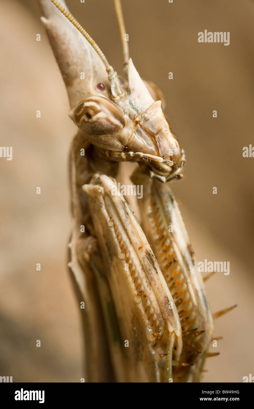 Macro photo of Cone headed mantis, praying mantis Stock Photo