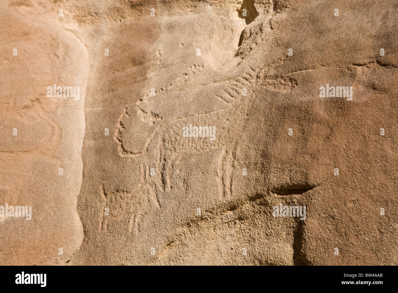 Etched depiction of donkey and smaller animal possibly young on rock in the Eastern Desert of Egypt Stock Photo