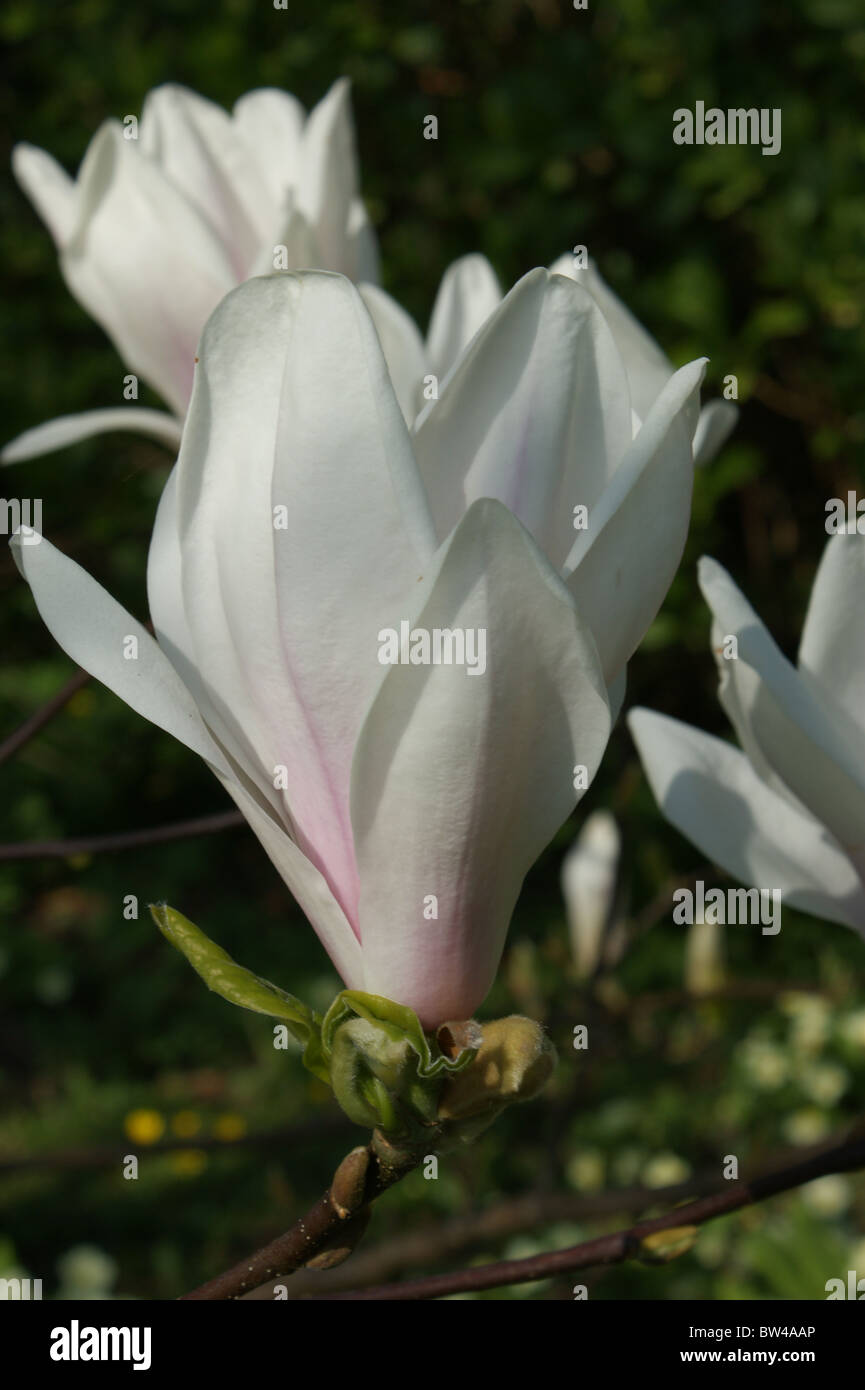 Magnolia x soulangeana Stock Photo