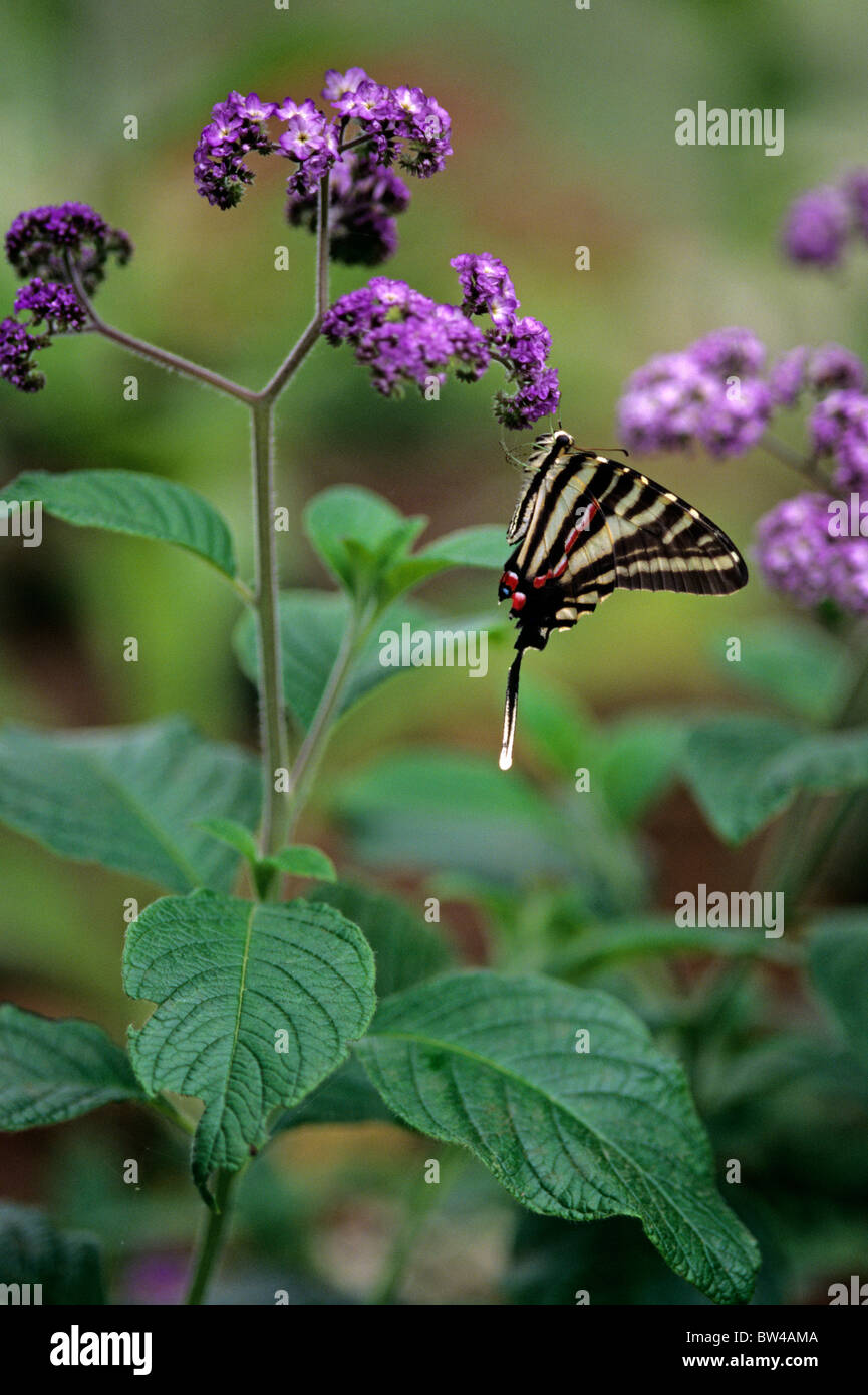 Woodland park zoo butterfly exhibit Zebra swallowtail butterfly