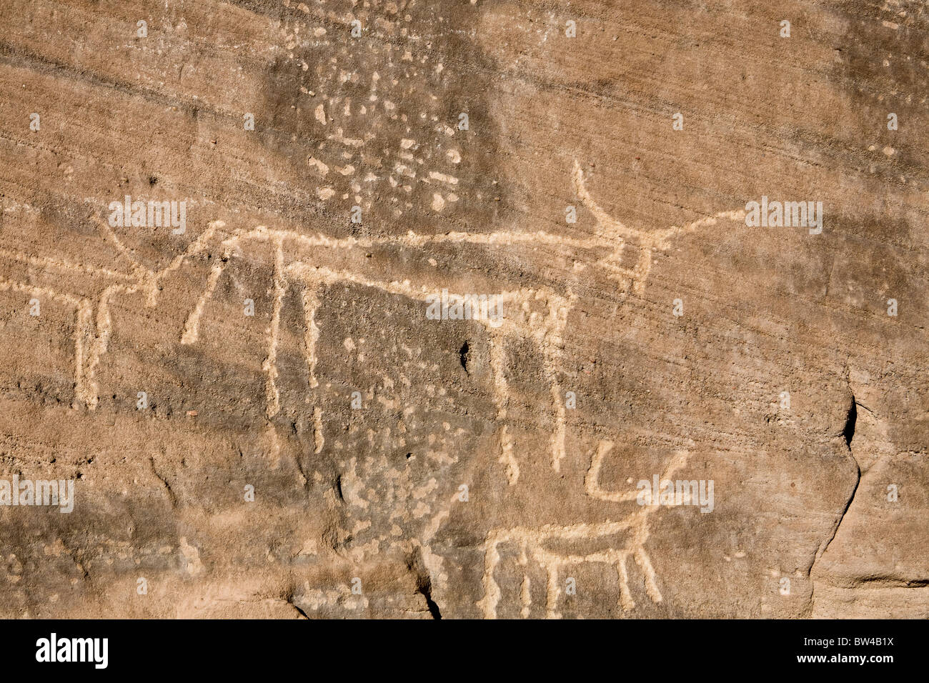 Petroglyphs of various horned animals in The Eastern Desert of Egypt Stock Photo