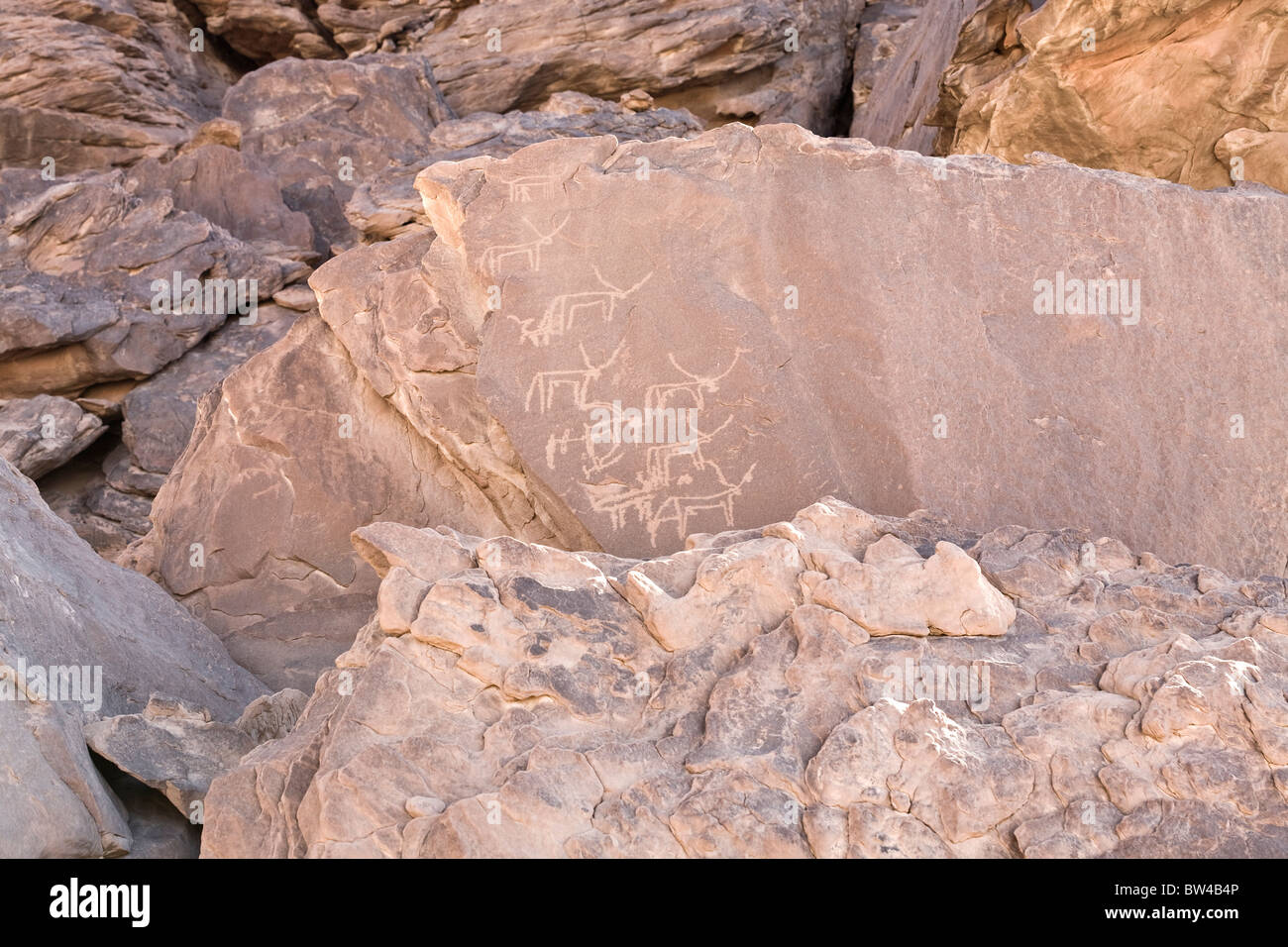 Petroglyphs of various horned animals in The Eastern Desert of Egypt Stock Photo