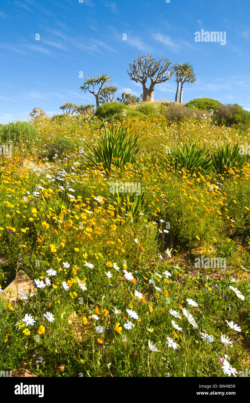 Ramskop Wildflower Garden Namaqualand Northern Cape South Africa Stock Photo