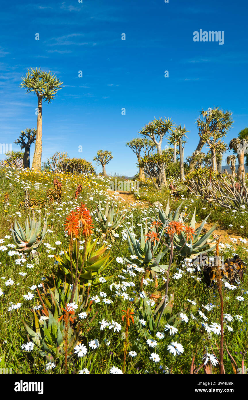Ramskop Wildflower Garden Namaqualand Northern Cape South Africa Stock Photo