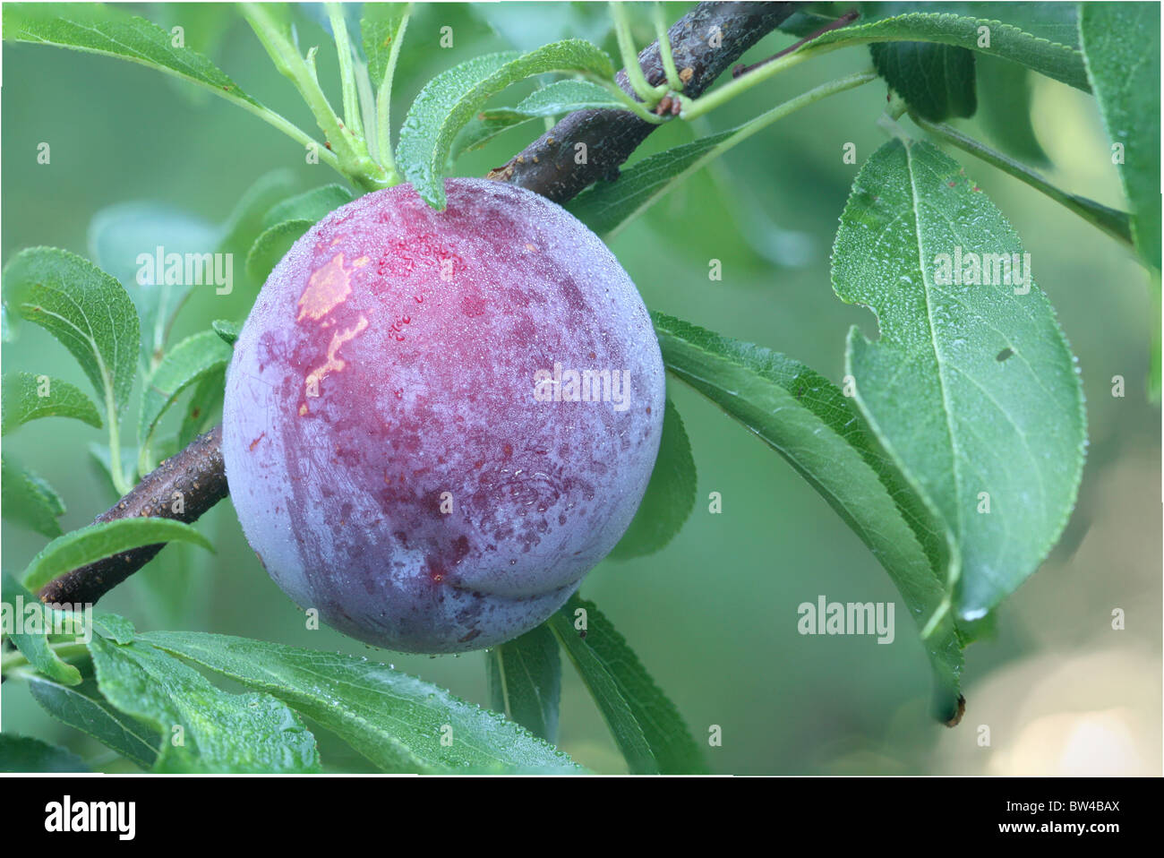 Ripe fruit of a Japanese plum cultivar Santa Rosa ready for harvest in a home orchard Stock Photo