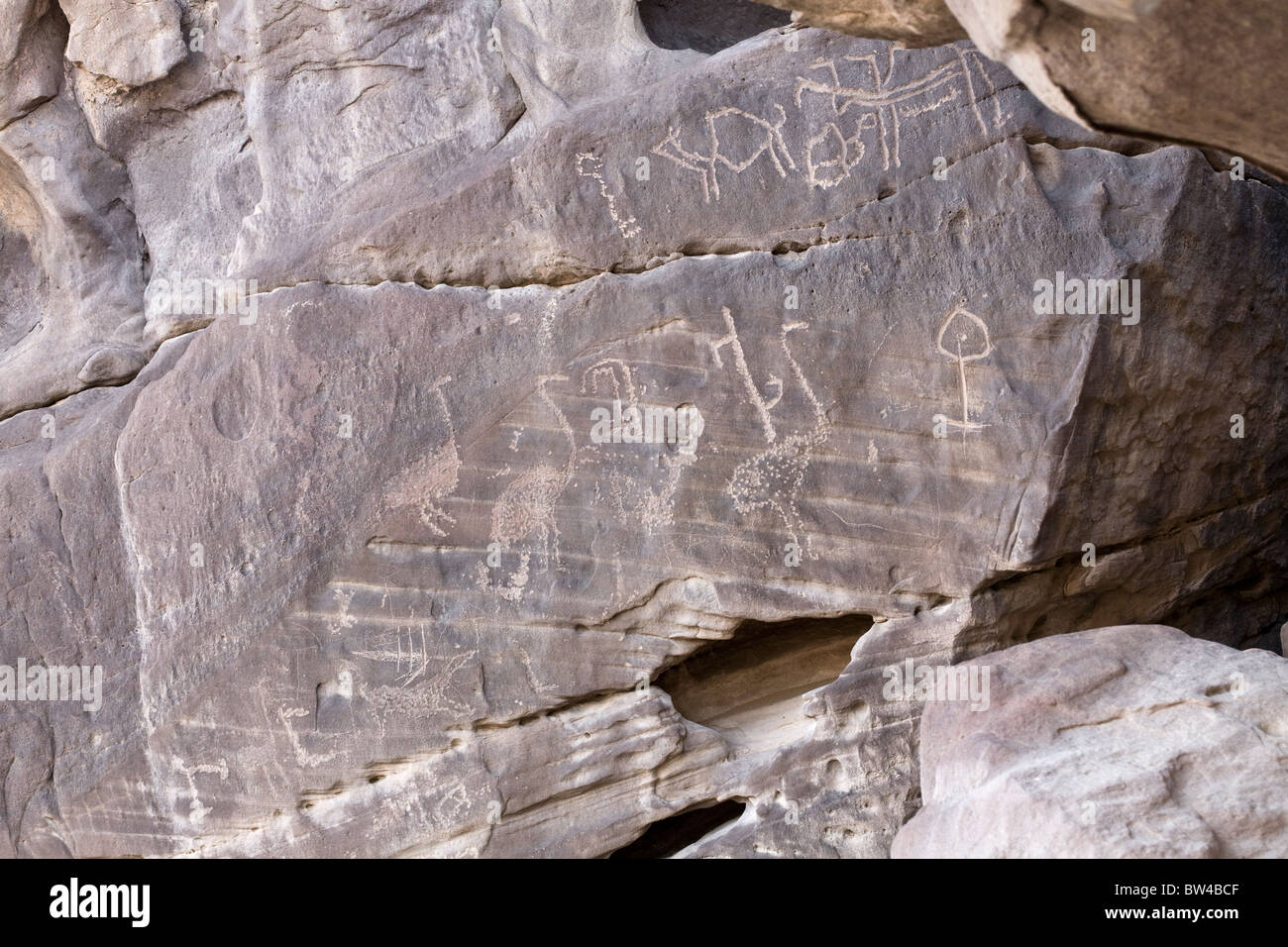 Petroglyphs of animals and Ostrich on darkened rock-face in the Eastern Desert, Egypt Stock Photo