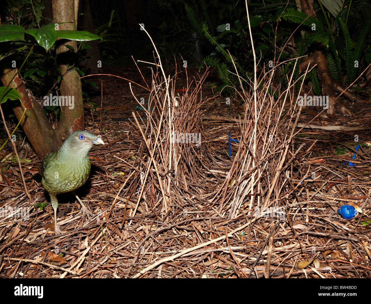 Satin bowerbird, Ptilonorhynchus violaceus, standing next to its bower. See below for more information Stock Photo