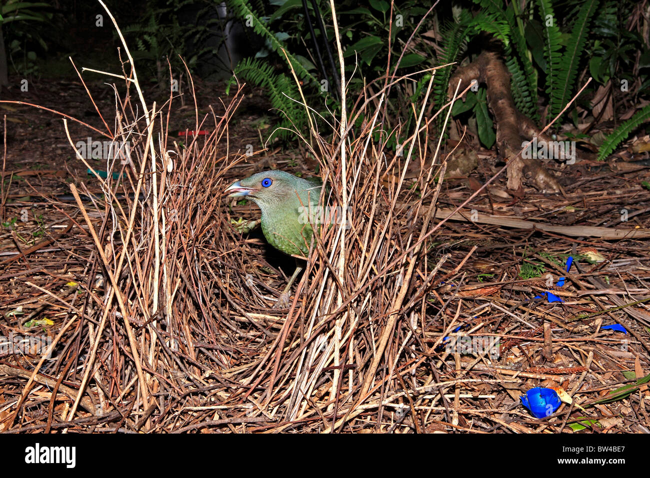 Satin bowerbird, Ptilonorhynchus violaceus, building its bower. See below for more information Stock Photo