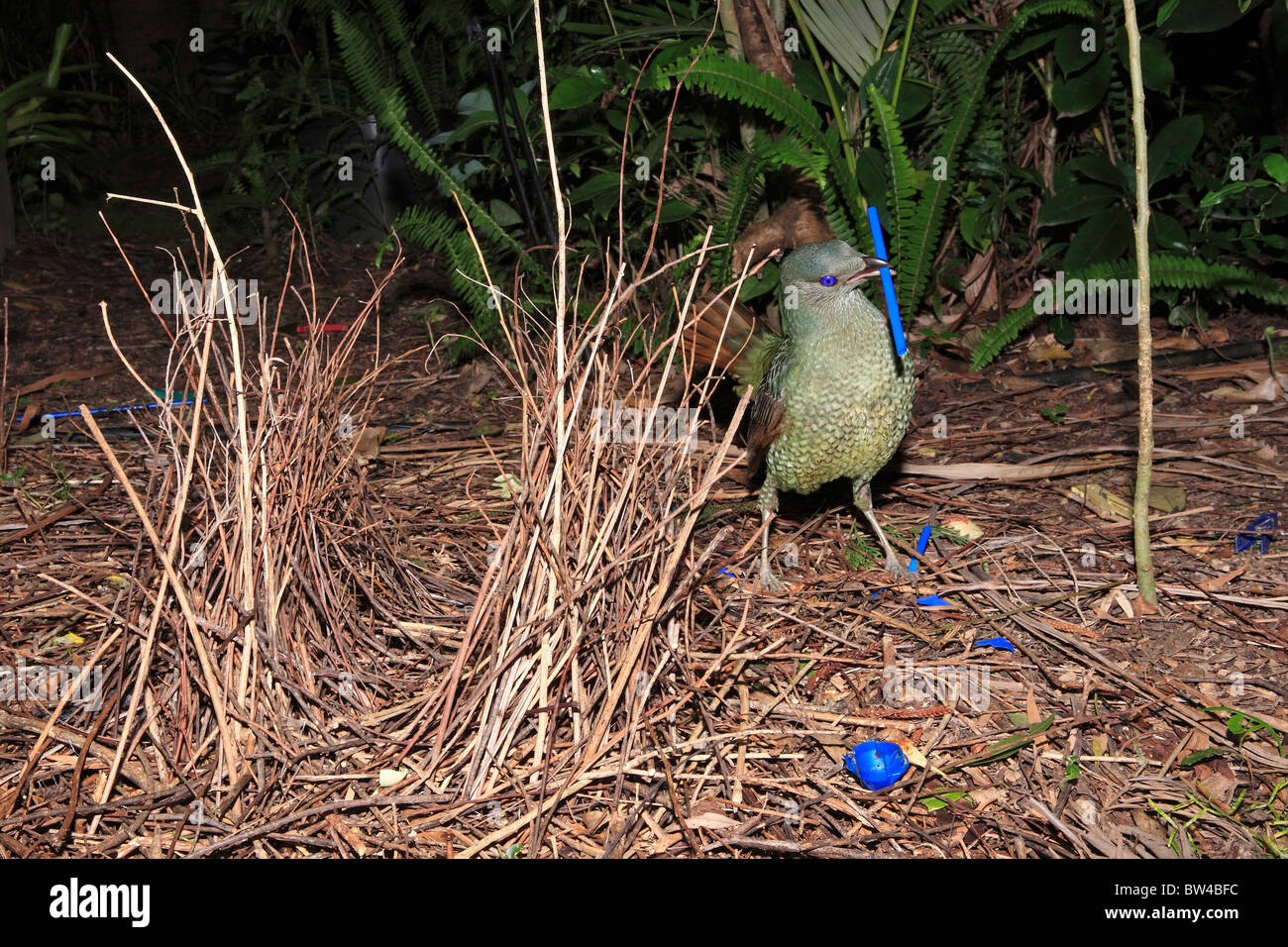 Satin bowerbird, Ptilonorhynchus violaceus, displaying beside its bower. See below for more information Stock Photo