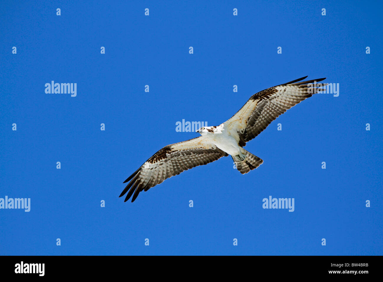 Osprey Stock Photo