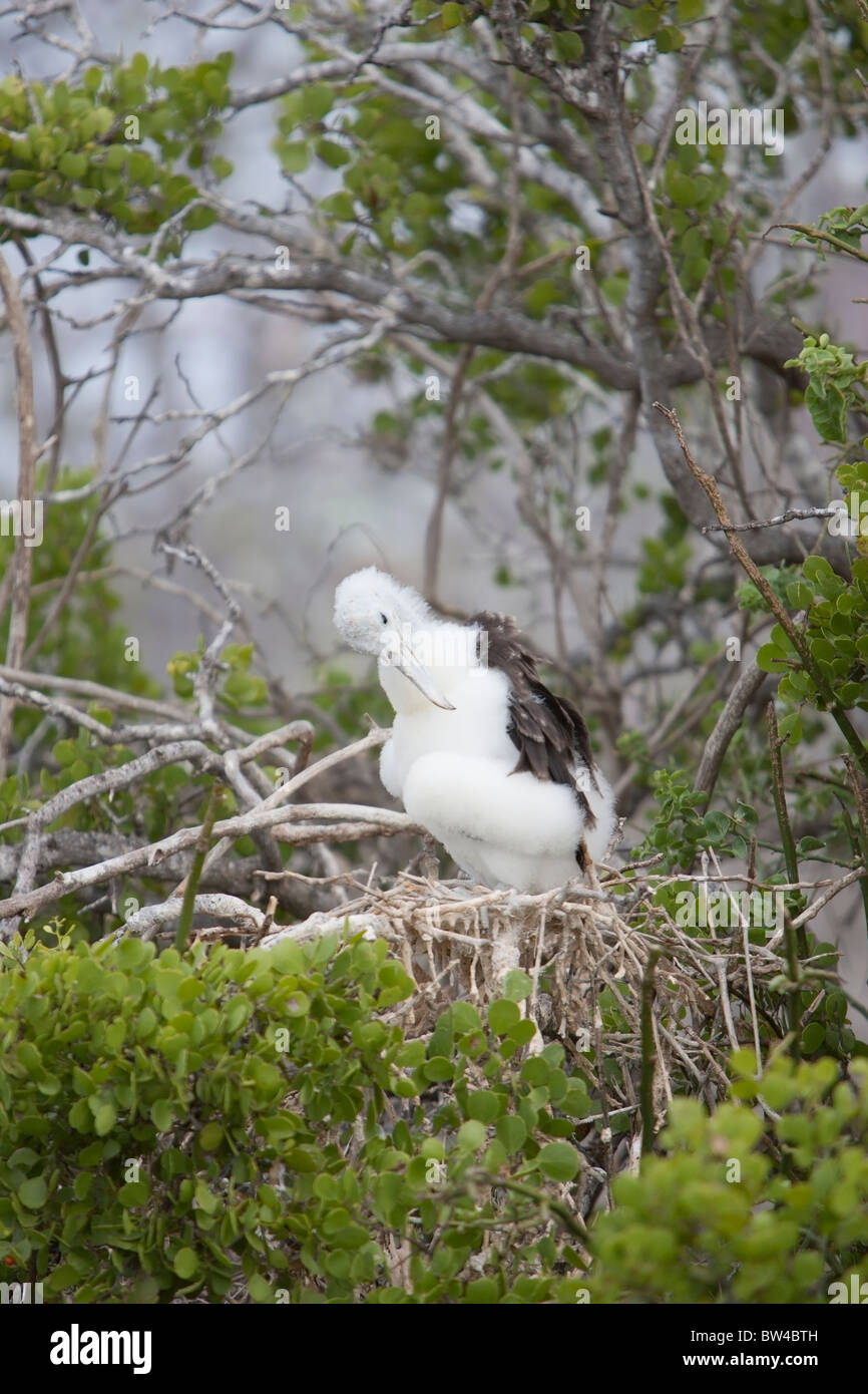 Magnificent Frigatebird (Fregata magnificens) downy chick preening in a nest on North Seymour Island, Galapagos. Stock Photo