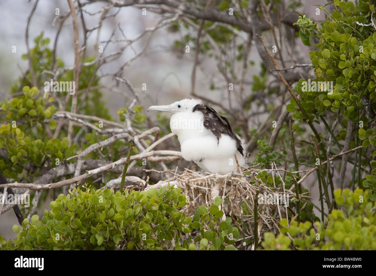 Magnificent Frigatebird (Fregata magnificens) downy chick in a nest on North Seymour Island, Galapagos. Stock Photo