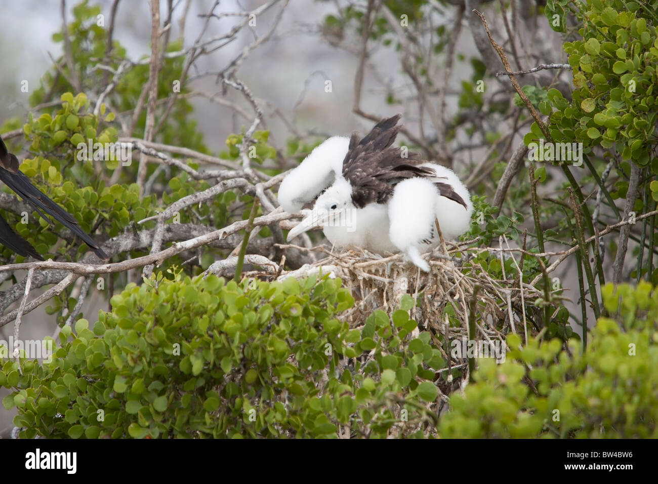 Magnificent Frigatebird (Fregata magnificens) downy chick stretching it's wings in a nest on North Seymour Island, Galapagos. Stock Photo